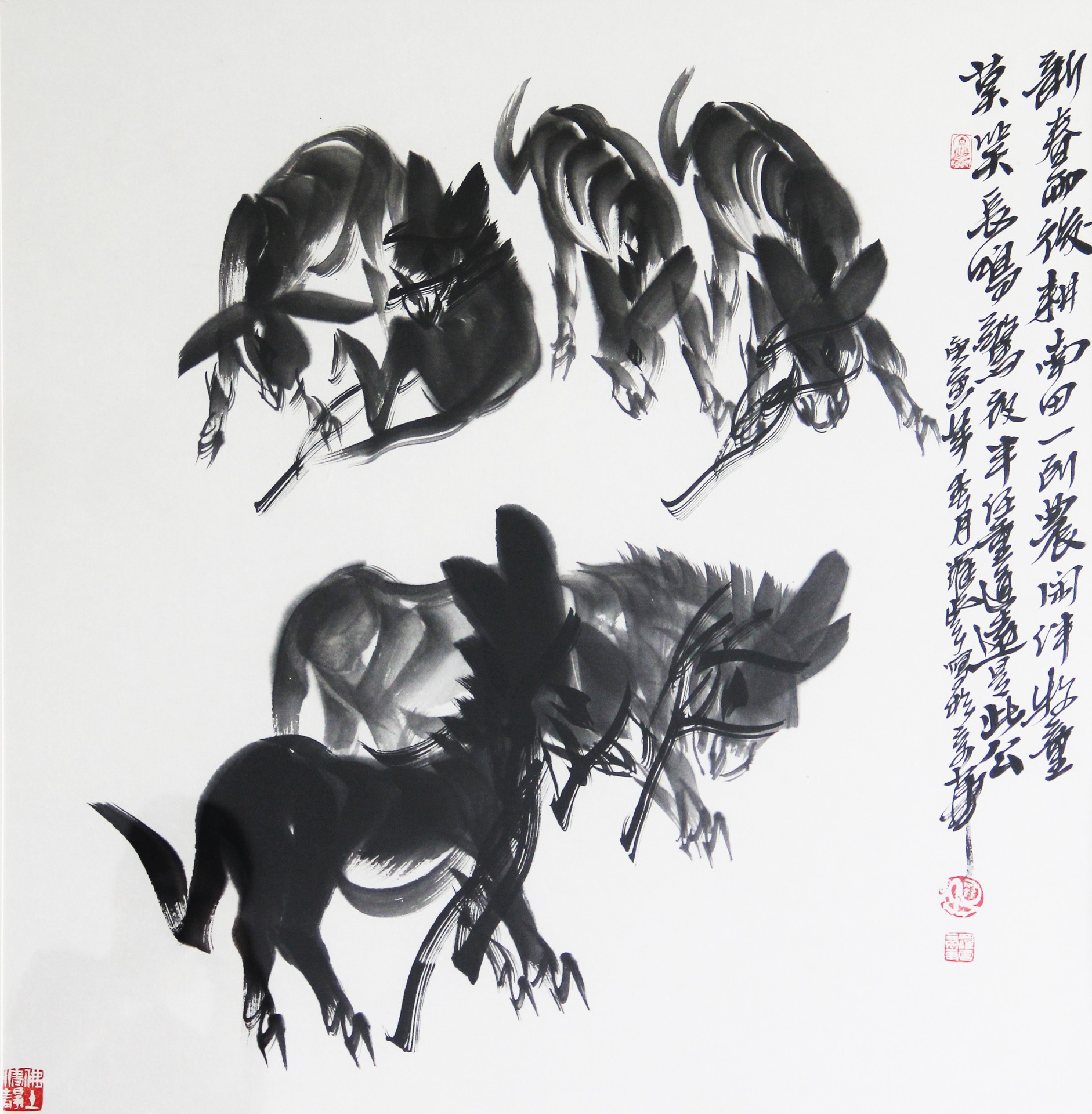 毛驴
